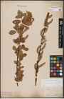 Foto von Salix caprea L. x Salix daphnoides Vill.